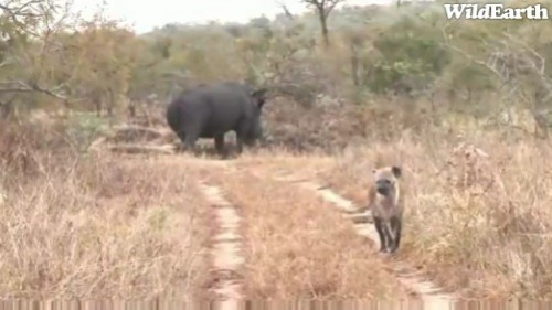 Safari_13_07_rits3.jpg