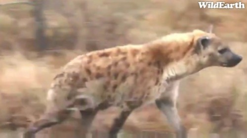 Safari_13_07_rits4.jpg