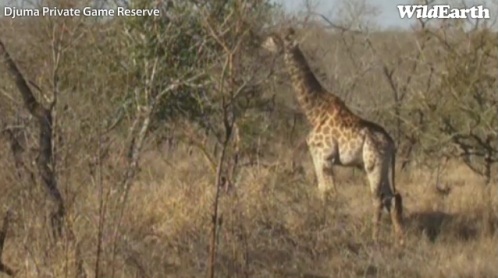 Safari_04_09_11_21.jpg