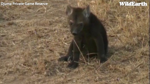 Safari_10_09_11_vak14.jpg