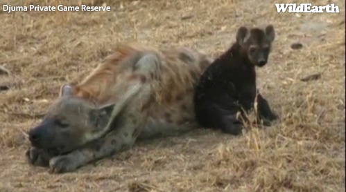 Safari_10_09_11_vak16.jpg