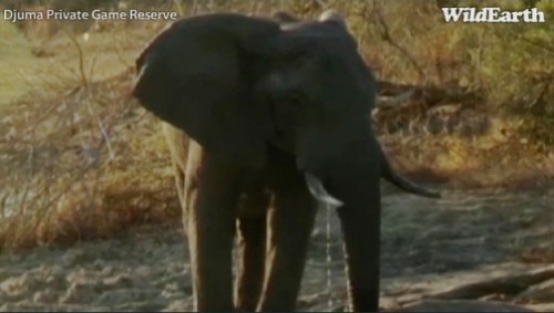 Safari_18_09_11_vak5.jpg