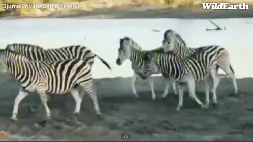 Safari_18_09_11_vak9.jpg