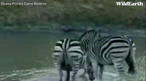 Safari_18_09_11_vak13.jpg