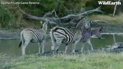 Safari_18_09_11_vak14.jpg