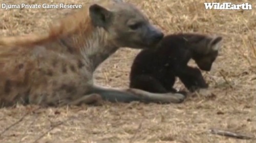 Safari_22_09_11_vak11.jpg