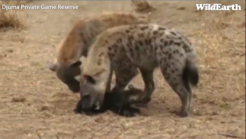 Safari_22_09_11_vak5.jpg