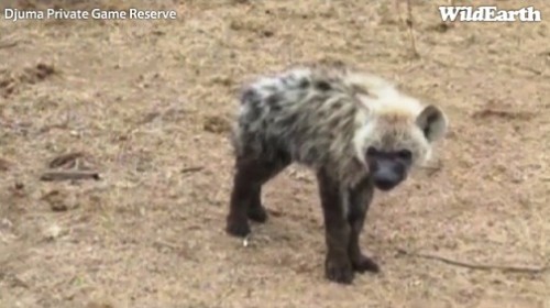 Safari_22_09_11_vak15.jpg