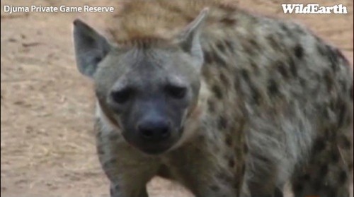 Safari_22_09_11_vak16.jpg