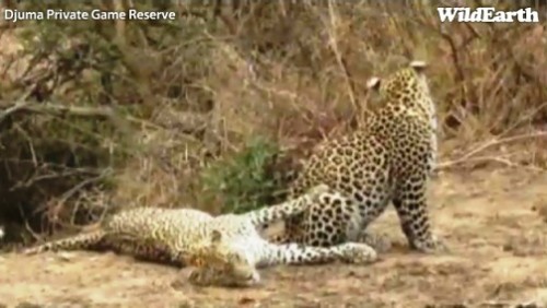 Safari_23_09_11_rits18.jpg