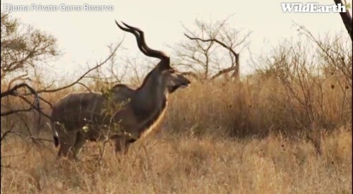 Safari_28_09_11_vak2.jpg