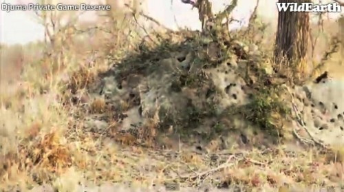 Safari_28_09_11_vak9.jpg