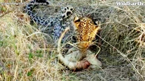 Safari_14_10_11_vak16.jpg
