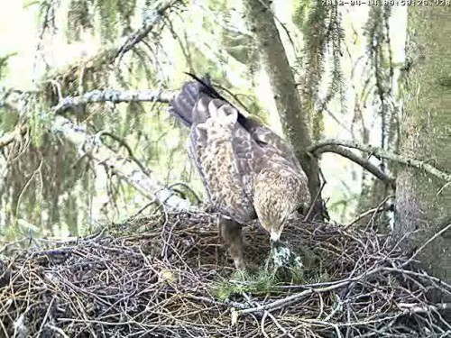 vlcsnap-2012-04-14-09h51m56s250.jpg