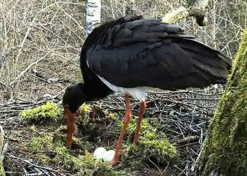 vlcsnap-2012-04-16-07h59m26s180.jpg
