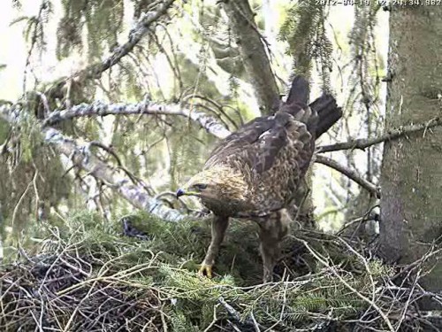 vlcsnap-2012-04-19-12h25m11s44.JPG