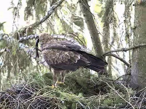 vlcsnap-2012-04-19-12h26m48s241.JPG