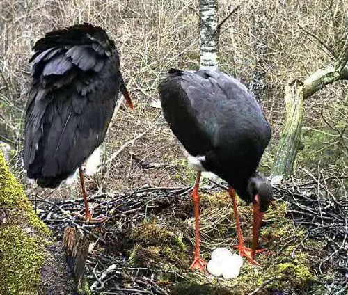 vlcsnap-2012-04-20-13h03m02s199.JPG