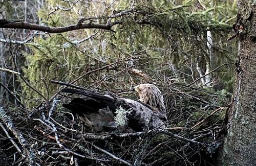 Eha_21_04_12_3.jpg