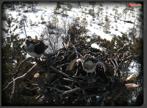 osprey-20120423-162707b.jpg