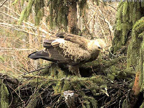 vlcsnap-2012-04-24-07h24m07s109.png