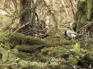 vlcsnap-2012-04-24-08h18m15s164-crop.png