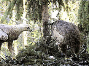 picasion.com_d395efd7941a1a21e31e058afbfcfa06.gif