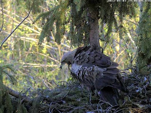 vlcsnap-2012-05-03-19h07m26s139.jpg
