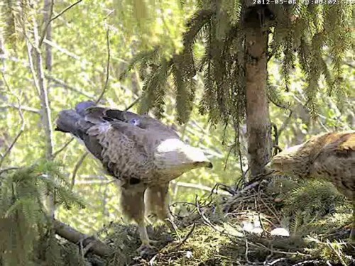 vlcsnap-2012-05-06-13h10m44s146.jpg