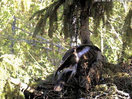 vlcsnap-2012-05-10-17h36m50s231.jpg