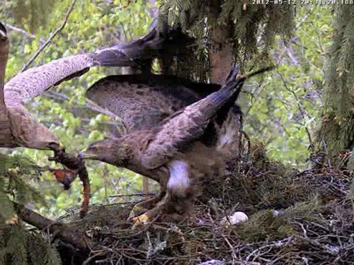 vlcsnap-2012-05-12-20h32m20s242.JPG