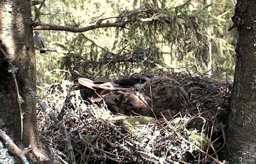 vlcsnap-2012-05-15-12h02m25s96.jpg