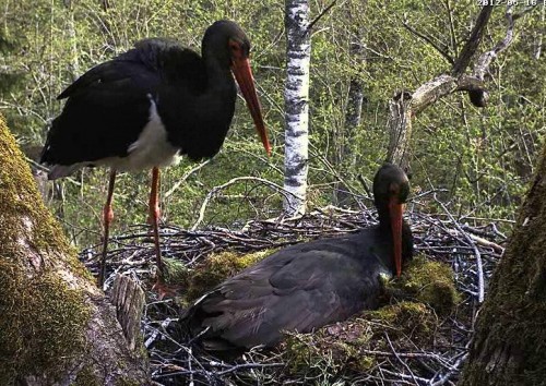 vlcsnap-2012-05-16-08h34m12s190.jpg