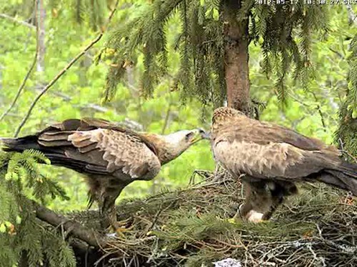 vlcsnap-2012-05-17-10h31m34s243.jpg