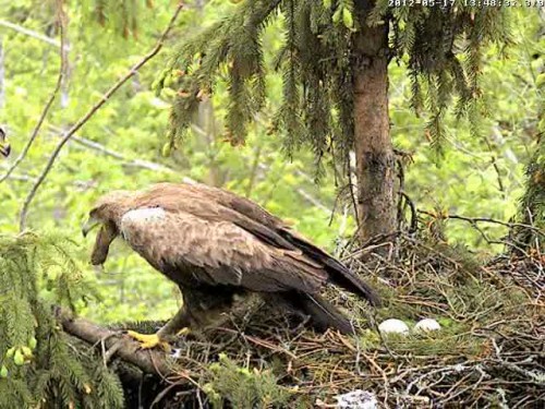 vlcsnap-2012-05-17-13h49m37s27.jpg