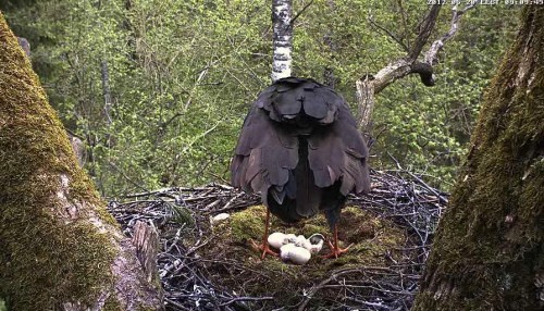vlcsnap-2012-05-20-09h10m14s32.JPG