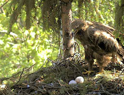 vlcsnap-2012-05-20-14h46m26s172.png