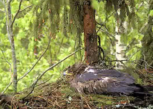 vlcsnap-2012-05-21-09h19m32s247.png
