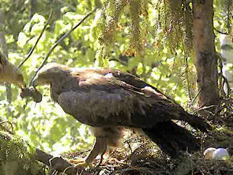 vlcsnap-2012-05-23-08h30m59s253-crop.png