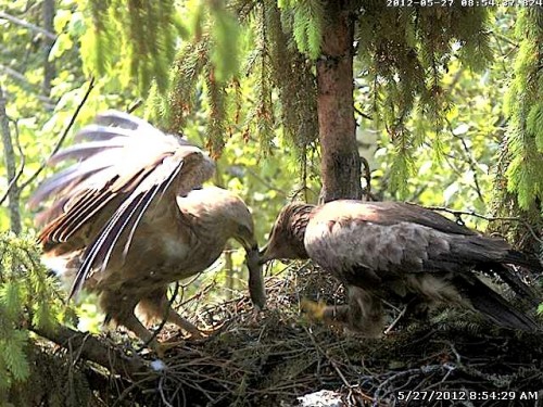 2012-05-27 08-54-29-657 metriena.jpg