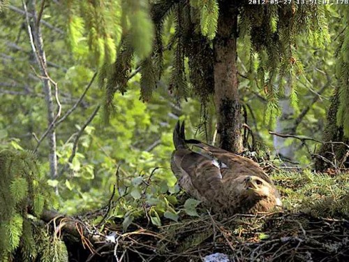 vlcsnap-2012-05-27-13h52m19s103.jpg