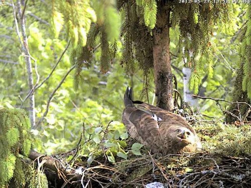 vlcsnap-2012-05-27-13h57m06s157.jpg