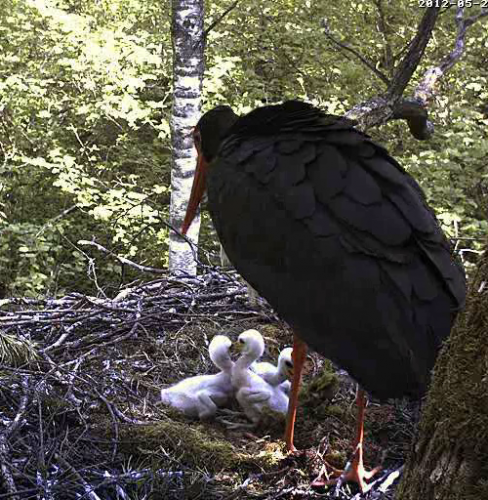 vlcsnap-2012-05-27-10h09m33s68.png