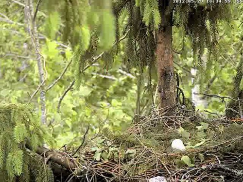 vlcsnap-2012-05-29-16h36m11s231.jpg