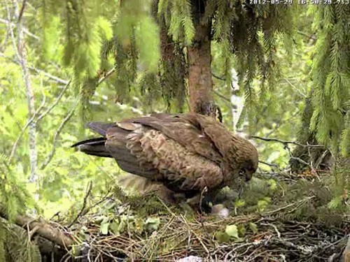 vlcsnap-2012-05-29-16h51m45s95.jpg
