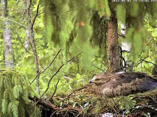 vlcsnap-2012-06-01-19h15m58s55.jpg