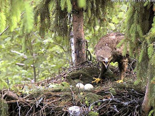 vlcsnap-2012-06-06-15h29m46s178.jpg