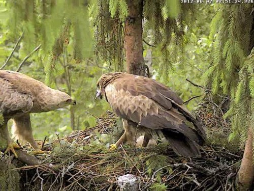 vlcsnap-2012-06-07-07h57m20s186.jpg