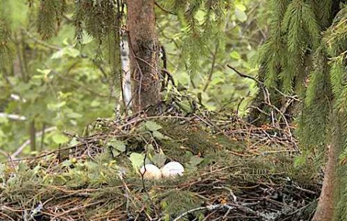 vlcsnap-2012-06-07-15h22m53s155.png