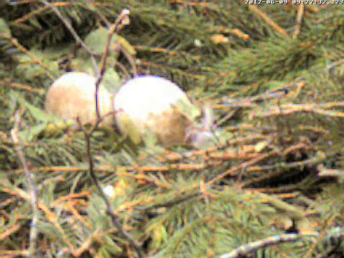 vlcsnap-2012-06-09-09h29m00s157.png